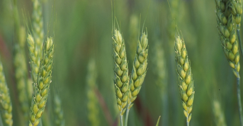 Closeup of wheat