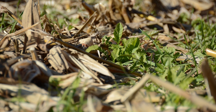 cover crops residue