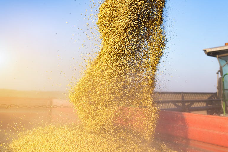 Pouring soy bean into tractor trailer after harvest