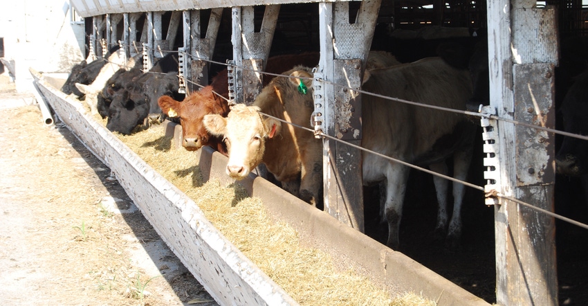 cattle at feeder