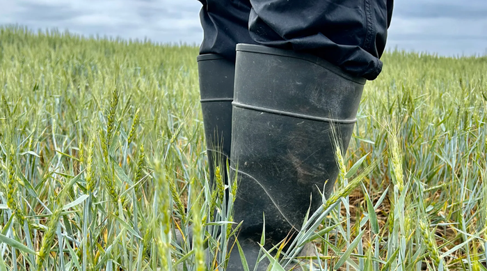 Rubber boots in short wheat field