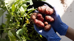 Gloved hands holding a pile of red potatoes that are covered with soil