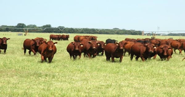 Beef program helping producers 'PEP' up their bottom line | Farm Progress