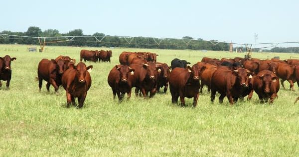 Beef Crops Beef program helping producers 'PEP' up their bottom line | Farm Progress