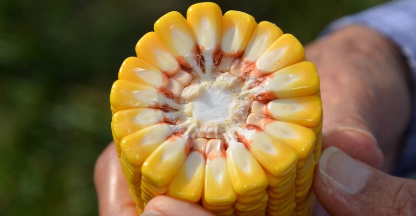 hand holding ear of corn