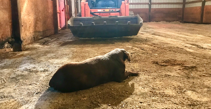 farm dog calmly sitting in the path of oncoming skid loader