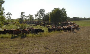 Cattle under high-stock-density grazing management