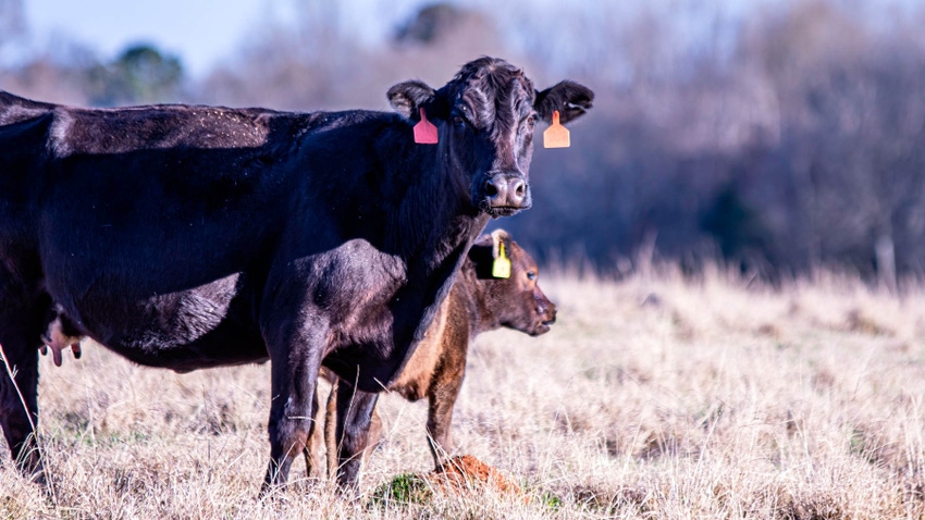 Managing pastures for winter