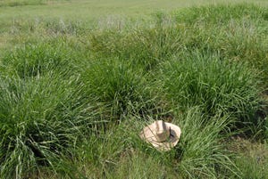 Eastern gamagrass in a meadow