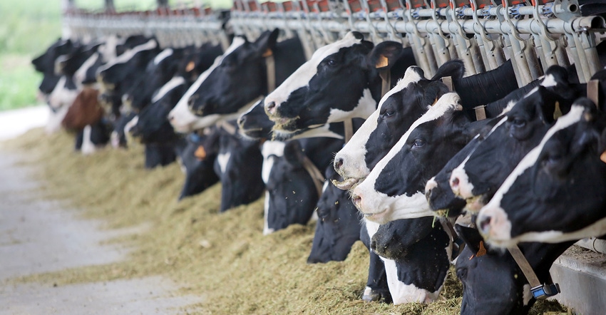 Holsteins stanchion feeding
