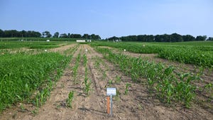 A sorghum field with rows of missing crops