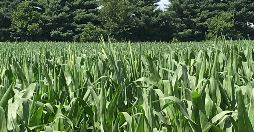 Tassels are starting to poke out of this cornfield in central Iowa this week