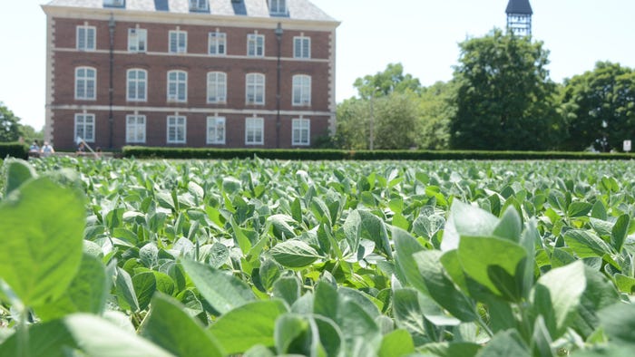 Mumford Hall behind soybeans planted in the Morrow Plots at the University of Illinois