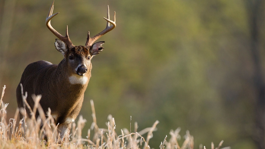 A white-tailed buck in a field