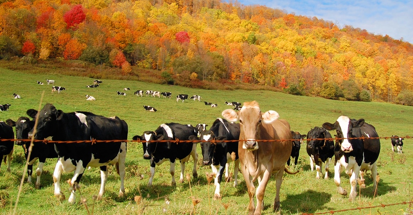 Cows on pasture with brilliant fall colors behind them