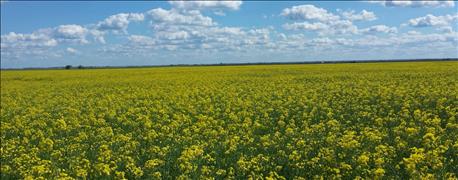 want_learn_more_winter_canola_field_days_coming_1_635984296224846674.jpg