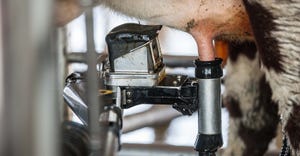 robot milking cow on farm
