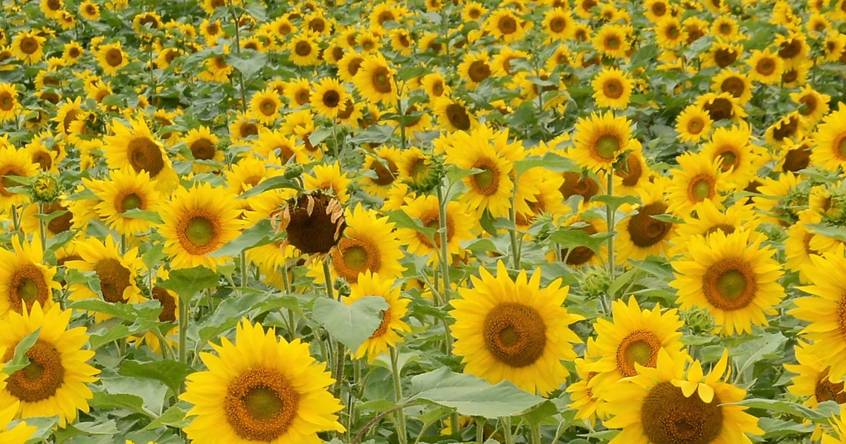 Record-high sunflower yield set in 2020