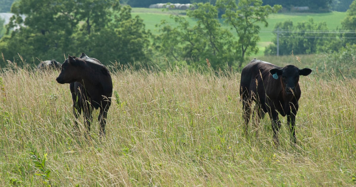 Want some fascinating reading on cattle markets?