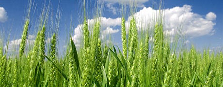 wheat_growers_new_weed_control_tool_1_635265241491694000.jpg