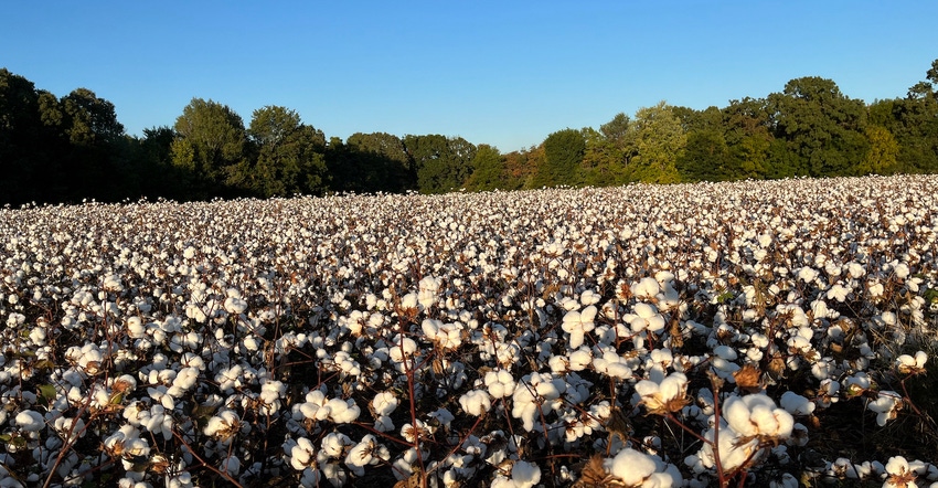 Cotton