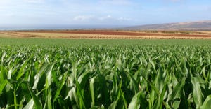 Corn grows at one of Bayer’s seed production facilities in Hawaii