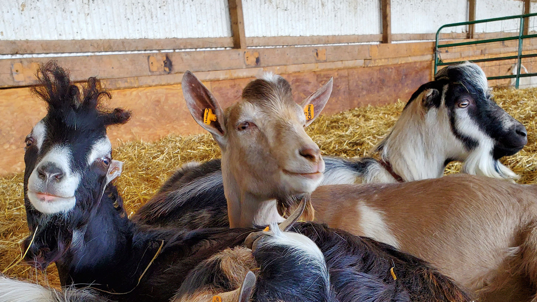 Goats recent news | Farm Progress