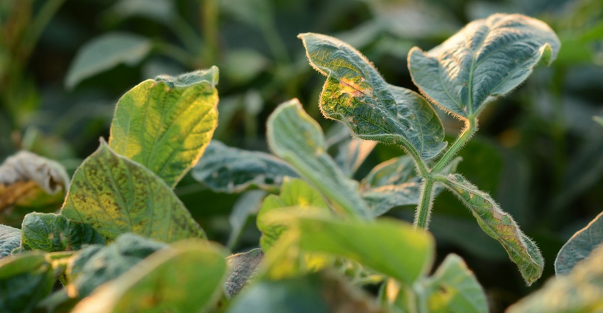 soybean plant with dicamba damage