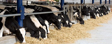 feeding_corn_stalks_dairy_farms_lactating_cows_1_634873778984899733.jpg