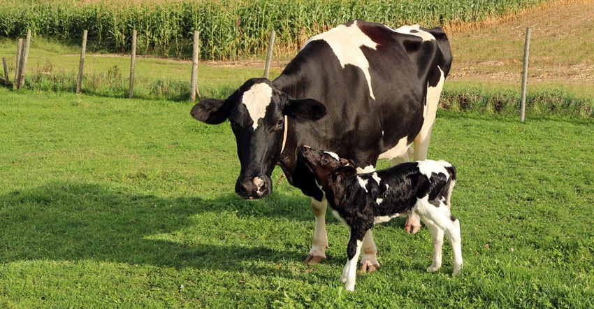 Newborn Holstein calf nuzzles up to mom