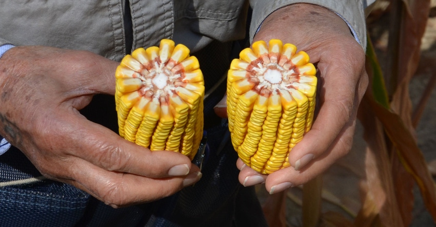 hands holding ears of corn