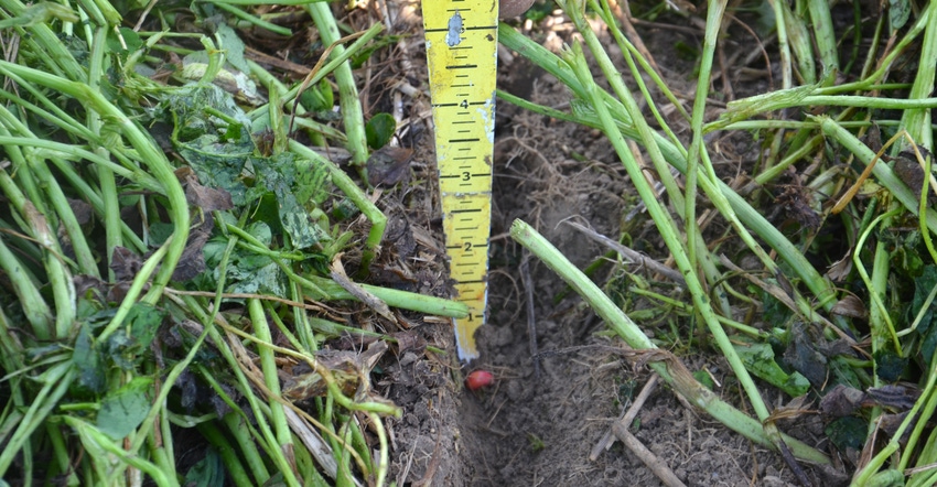 tape measure measuring seed depth tape measure measuring seed depth