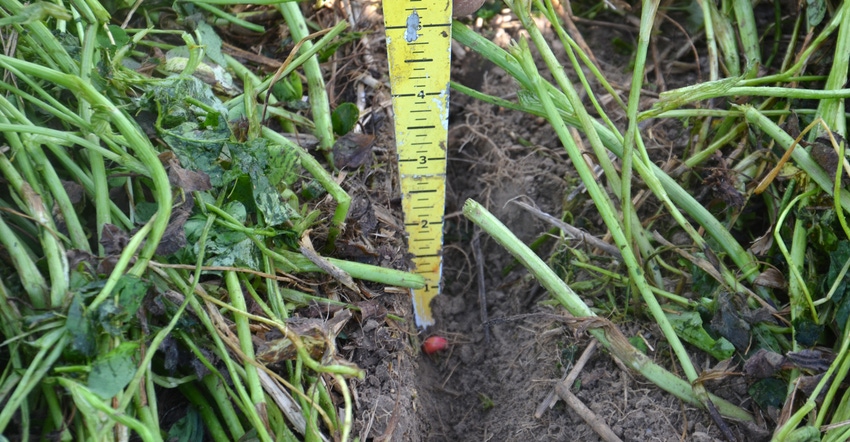 tape measure measuring seed depth