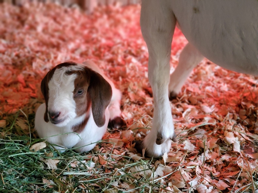swfp-shelley-huguley-goats-9.JPG swfp-shelley-huguley-goats-9.JPG