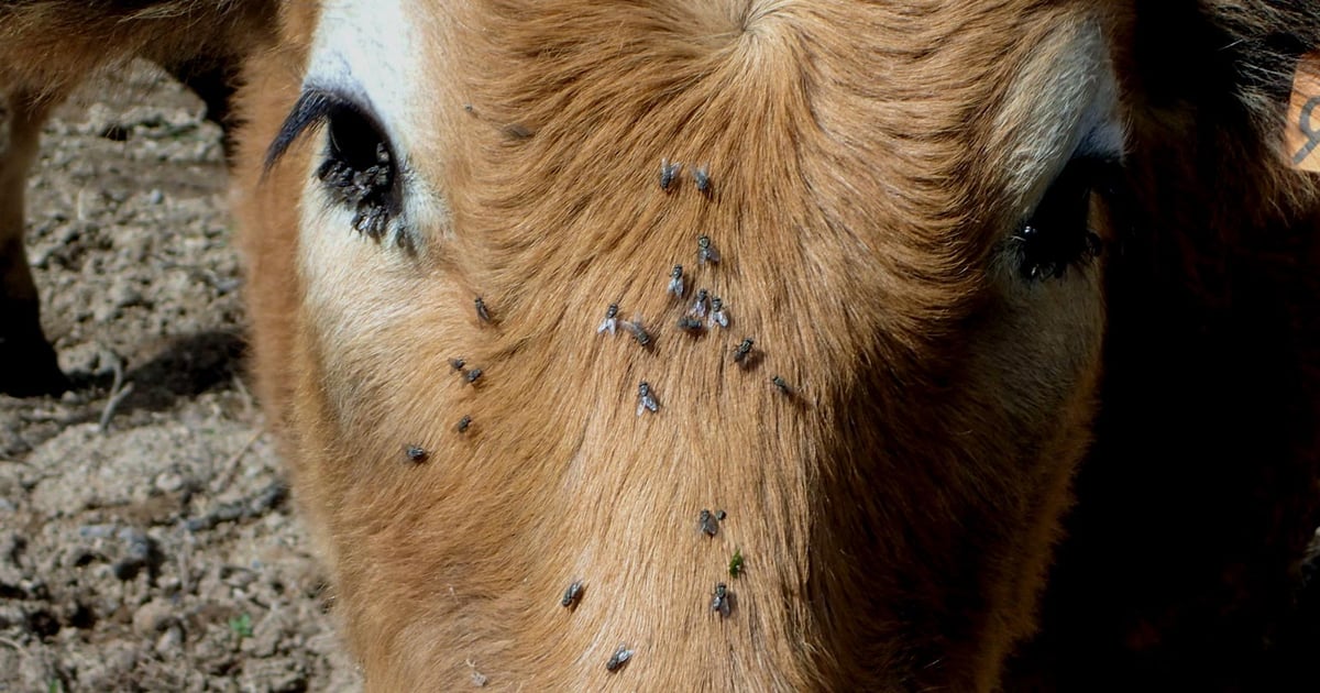 3 flies bugging your beef cows