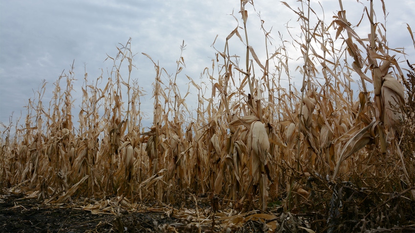 dried cornstalks in field