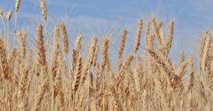 closeup of ripening wheat heads