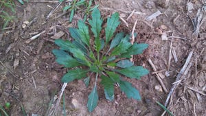 A close-up of Marestail, a winter annual, growing in the ground