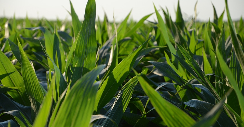 corn plant leaves across field