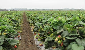 Strawberry field