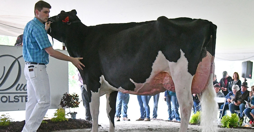 S-S-I Doc Have Not 8784-ET during Holstein cow at auction