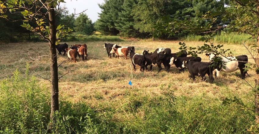 Cattle at Good Earth Farms 