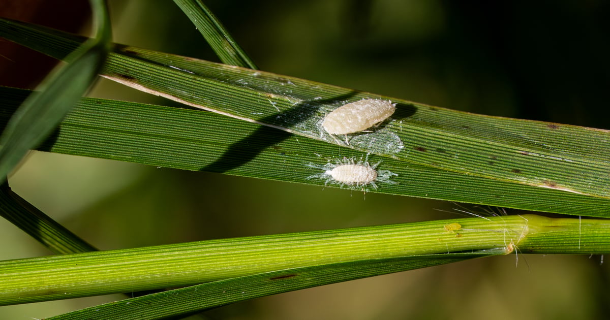 Pasture mealybug spreads rapidly across Texas