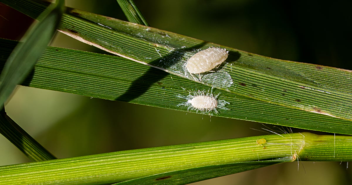 Pasture mealybug spreads rapidly across Texas