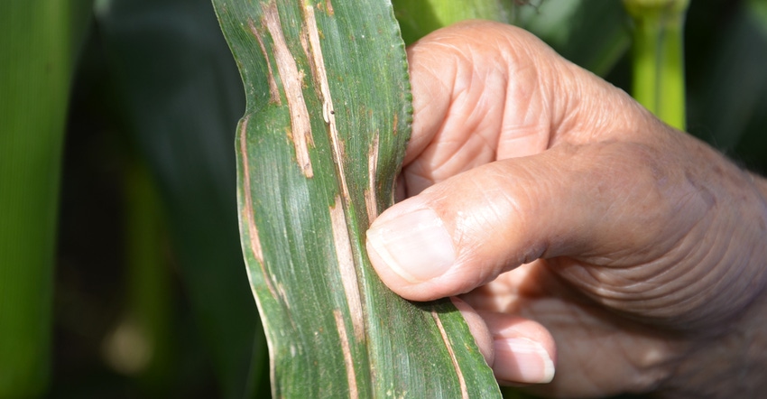 hand holding a corn leaf with lesions