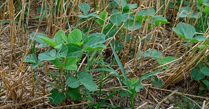 Soybean seedlings emerging in a field of harvested wheat stubble
