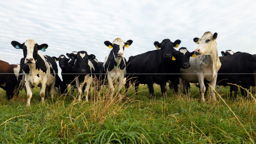 a line of dairy cows standing in a pasture