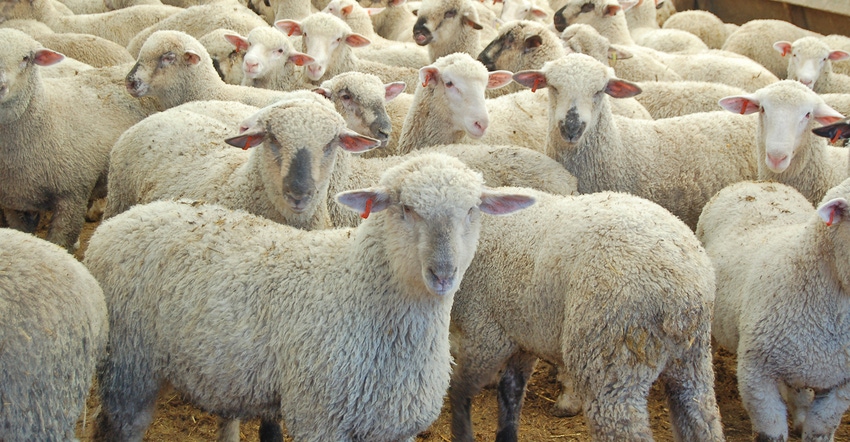 flock of penned sheep