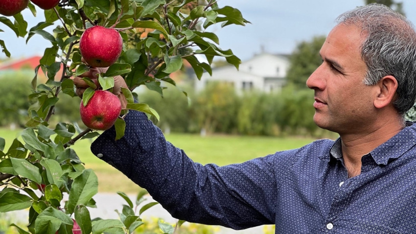 Cornell apple genetics researcher Awais Khan looking at apples hanging in tree