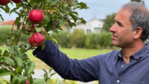 Cornell apple genetics researcher Awais Khan looking at apples hanging in tree